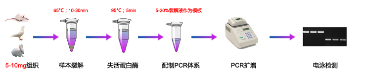 動(dòng)物組織直接PCR流程圖