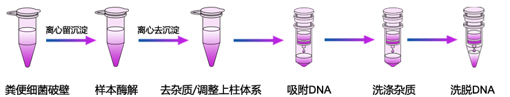 糞便基因組DNA提取-1