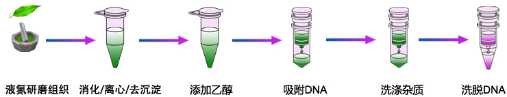 植物DNA提取