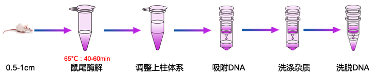 鼠尾基因組DNA提取-1