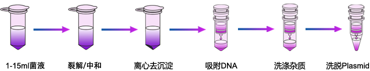 質(zhì)粒提取