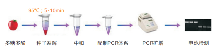 多糖多酚種子