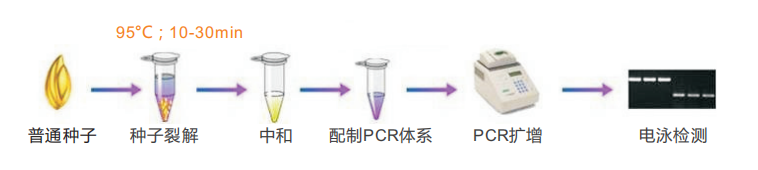 普通種子