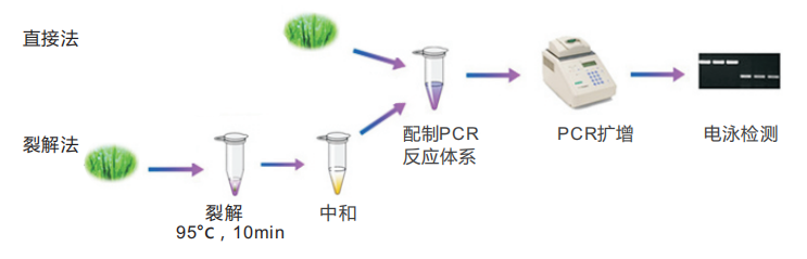 普通葉片